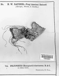 Irpex lacteus image